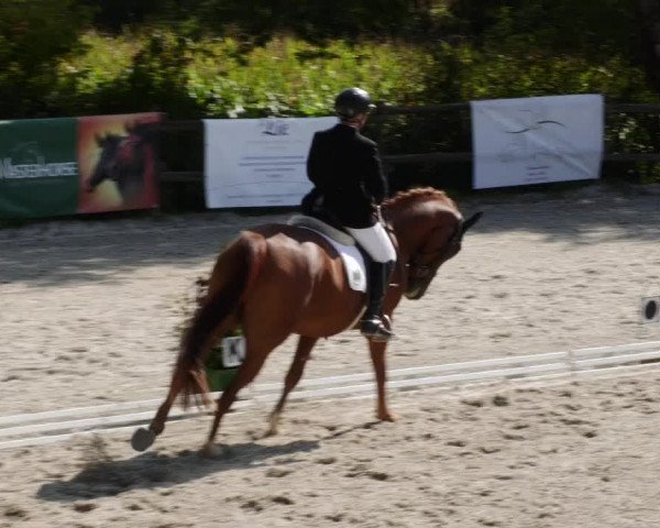 Reitturnier Ditzingen 2023