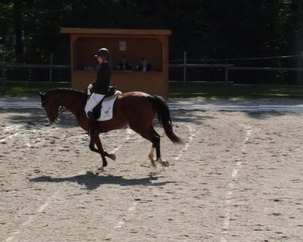 Reitturnier Ditzingen 2023