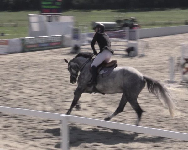 Reitturnier Bad Schmiedeberg 2023