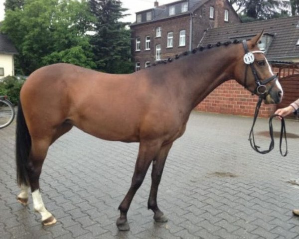 Dressurpferd Vanilla Sky 28 (Deutsches Reitpony, 2009, von Valido's Boy)