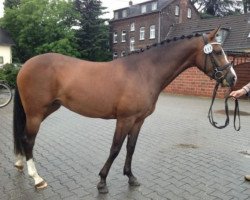 dressage horse Vanilla Sky 28 (German Riding Pony, 2009, from Valido's Boy)