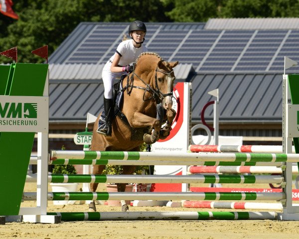 jumper Ha Connecticut (German Riding Pony, 2007, from Joldis Charmant)