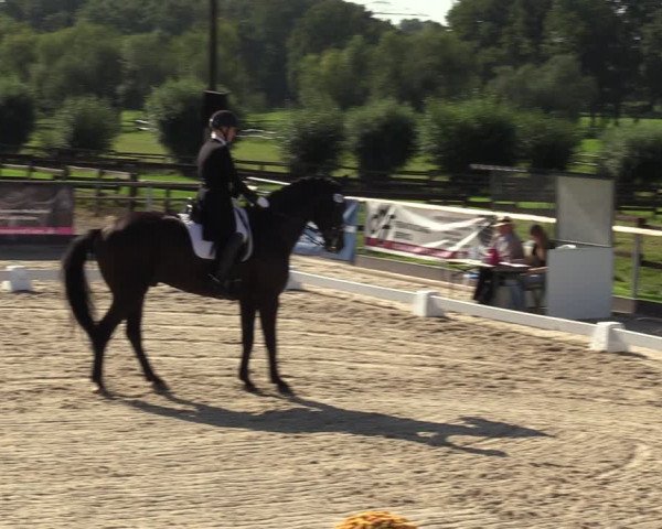 Reitturnier Marl, Hof Ostgathe 2023