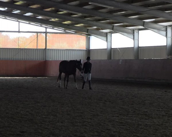 Reitturnier Marl, Hof Ostgathe 2023