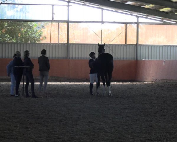 Reitturnier Marl, Hof Ostgathe 2023