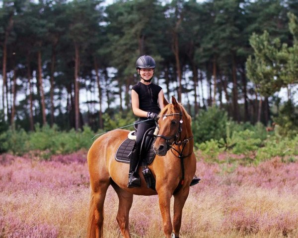Dressurpferd De Goede Ree's Marjolein (Nederlands Welsh Ridepony, 2001, von Kielshoop Honeydas 3 WPB)