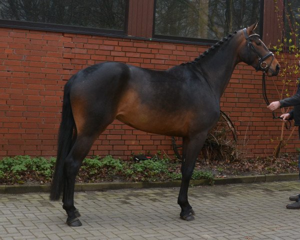 horse Stute von Rock Forever I/Hochadel (Oldenburg, 2012, from Rock Forever NRW)