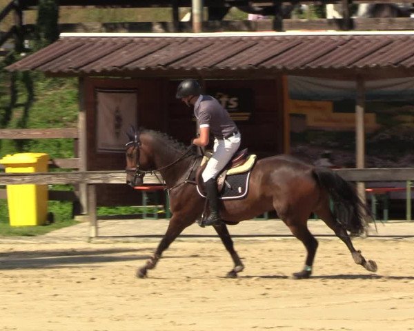 Reitturnier Buchenhof-Ibbenbüren 2023