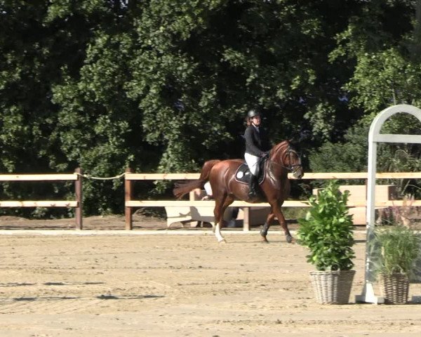 Reitturnier Scharnebeck 2023
