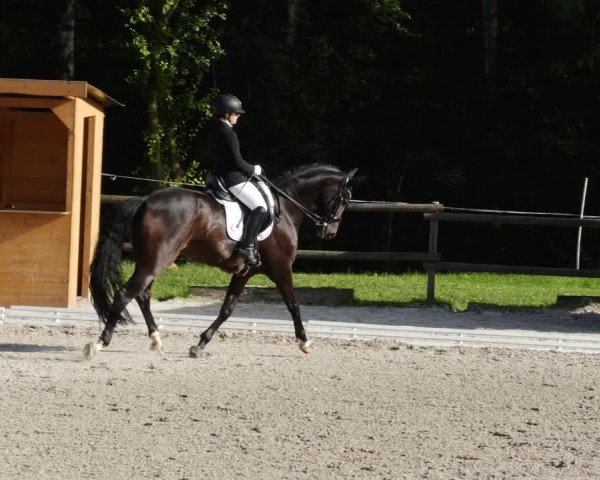 Reitturnier Ditzingen 2023