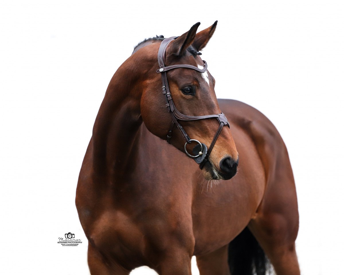 jumper Fusée dans l'espace S (German Sport Horse, 2016, from Cullinan du Borget B)