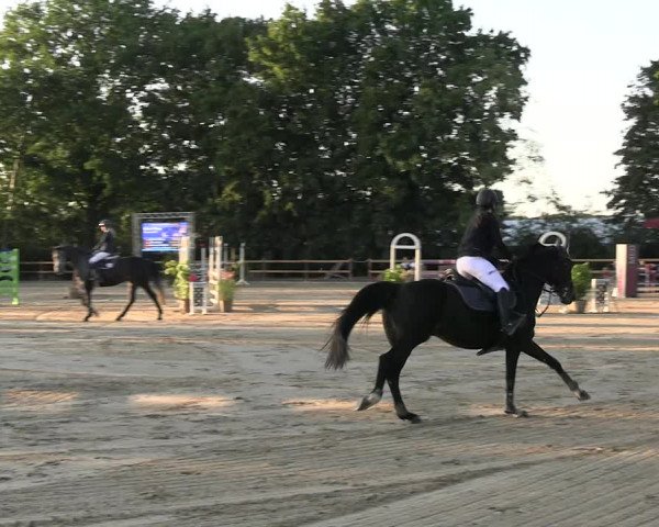 Reitturnier Scharnebeck 2023