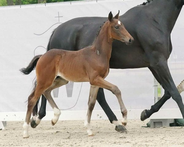 Pferd Totonero (Westfale, 2023, von Glock's Toto Jr.)