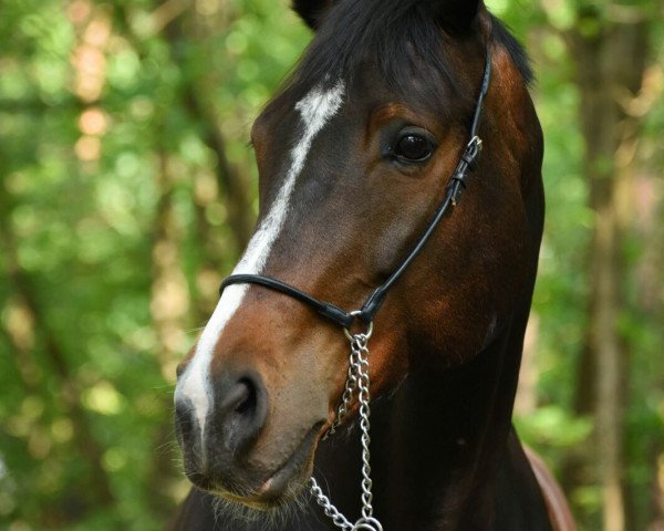 broodmare Espada Emilia (Hanoverian, 2004, from Escudo I)