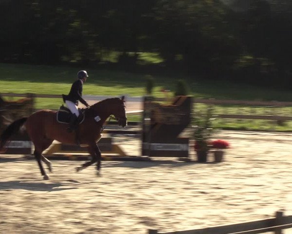 Reitturnier Loop/ Looperholz 2023