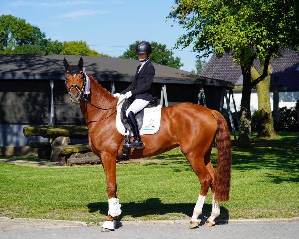 broodmare Diva Nobless V (Hanoverian, 2019, from Don Nobless)