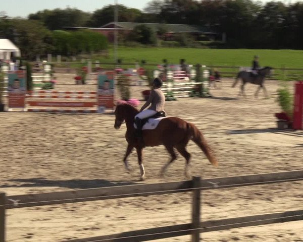 Reitturnier Loop/ Looperholz 2023