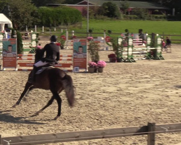 Reitturnier Loop/ Looperholz 2023