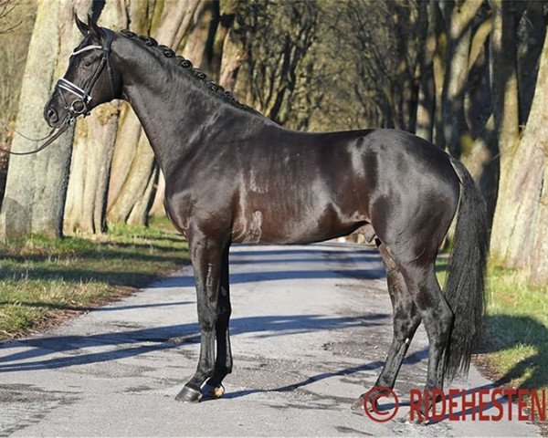 stallion Hallifax Lyng (Trakehner, 2018, from Schwarzgold)