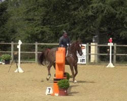 jumper Tigger du Temple (Selle Français, 2007, from Calvaro Z)
