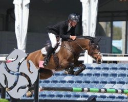 broodmare Servus Z (Zangersheide riding horse, 2015, from Solid Gold Z)