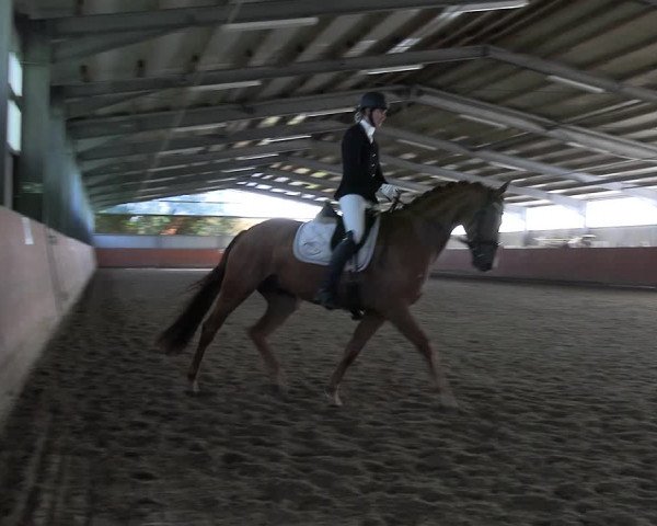 Reitturnier Marl, Hof Ostgathe 2023