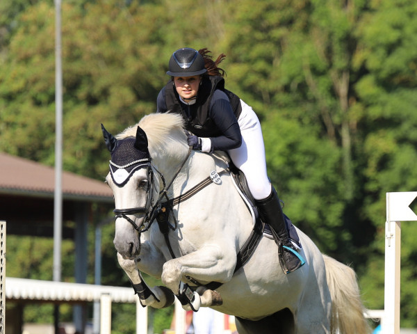 jumper Destiny Th (Holsteiner, 2011, from Quadros 3)