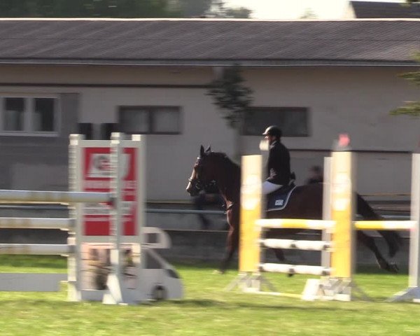 Reitturnier Altmittweida 2023