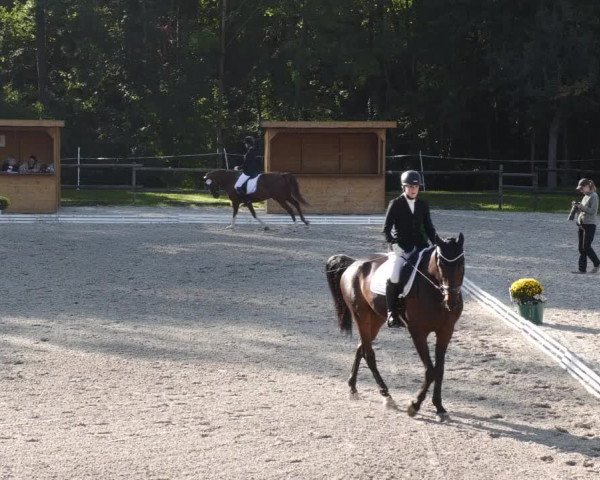Reitturnier Ditzingen 2023