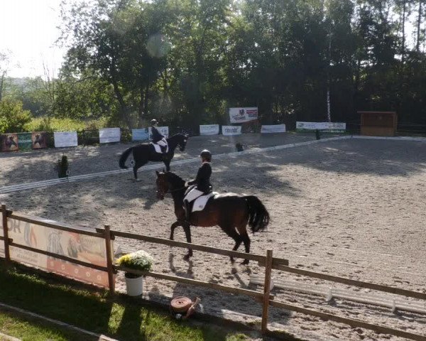Reitturnier Ditzingen 2023