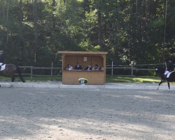 Reitturnier Ditzingen 2023