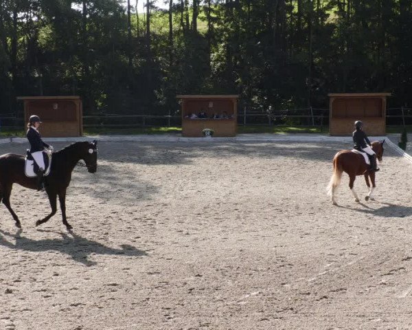 Reitturnier Ditzingen 2023