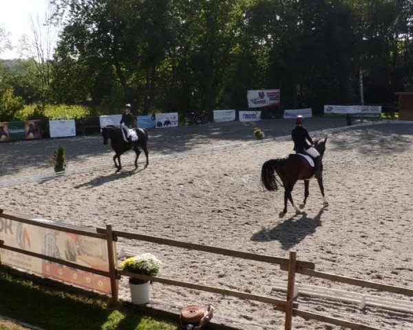 Reitturnier Ditzingen 2023