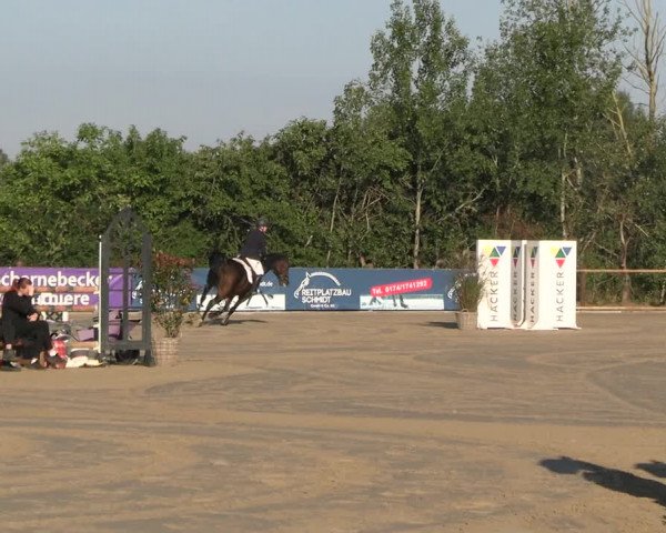 Reitturnier Scharnebeck 2023