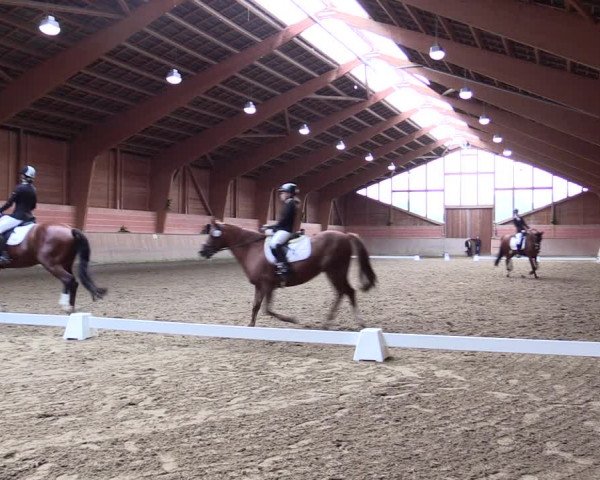 Reitturnier Dortmund-Barop 2021