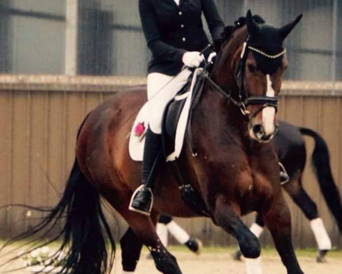 dressage horse Donnerfürstin (Oldenburg, 2007, from Don Frederico)