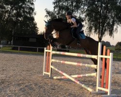 jumper Devon 24 (Bavarian, 2013, from Diacasall)