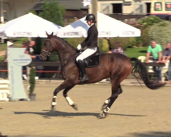 Reitturnier Buchenhof-Ibbenbüren 2023