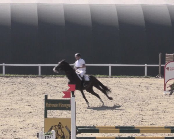 Reitturnier Bad Schmiedeberg 2023