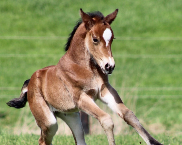 broodmare Heiligenbergs Candy Brown (German Riding Pony, 2022, from Ronaldo Vom Schwarzbach)