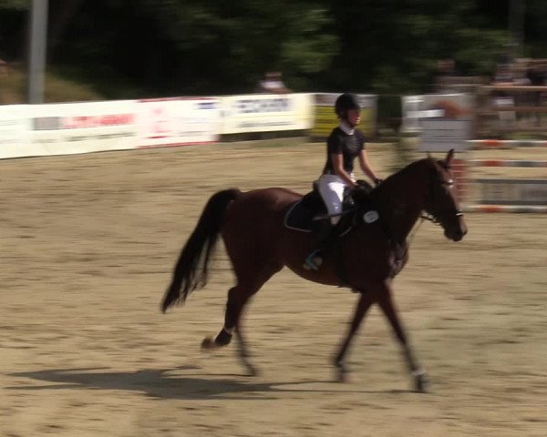 Reitturnier Albersloh 2023