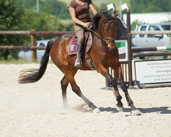 horse Automne du Neipo (Selle Français, 2010, from Quool du Bois Margot)