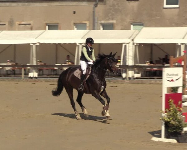 Reitturnier Buchenhof-Ibbenbüren 2023
