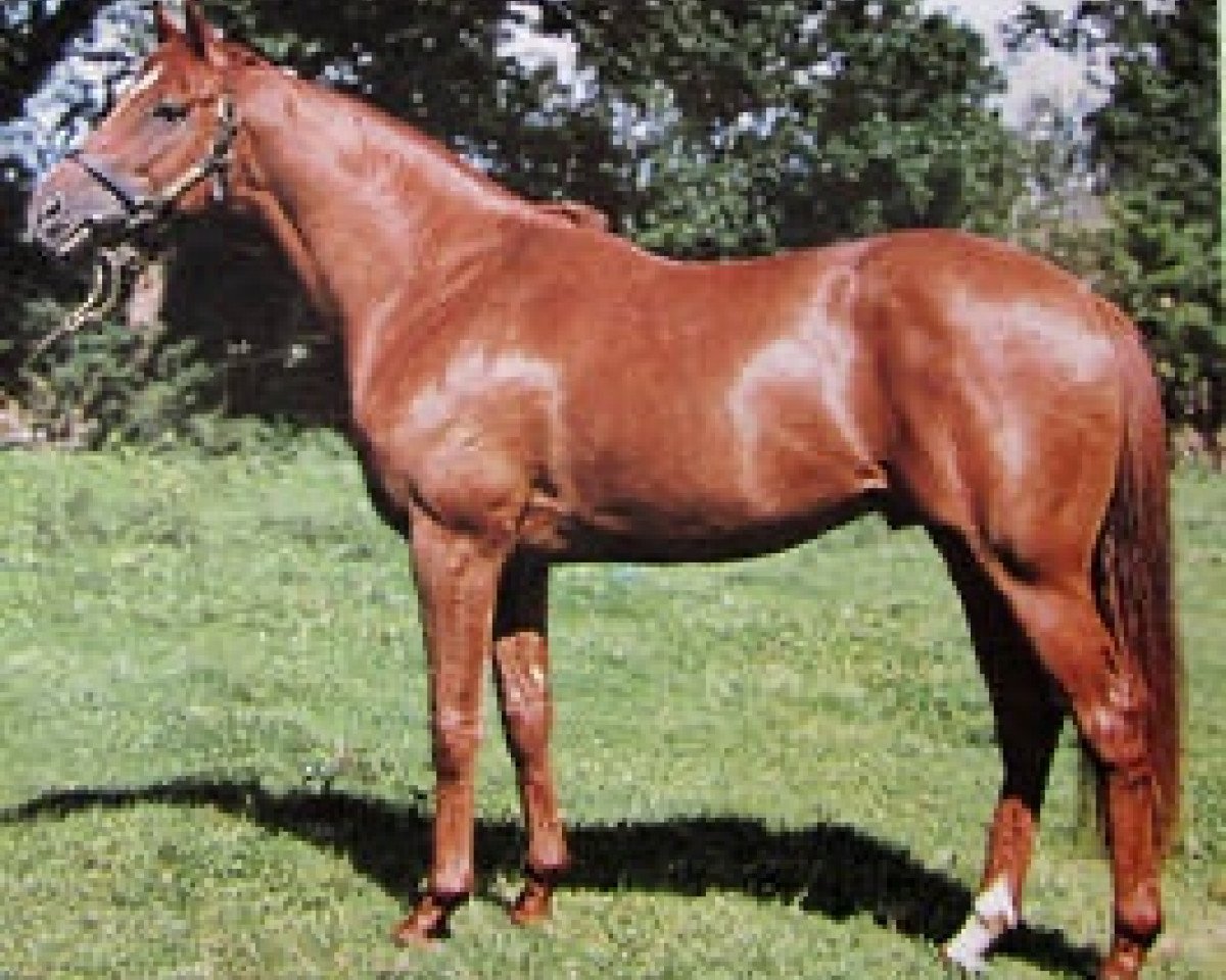 Deckhengst Green God xx (Englisches Vollblut, 1968, von Red God xx)