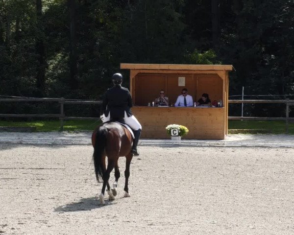 Reitturnier Ditzingen 2023