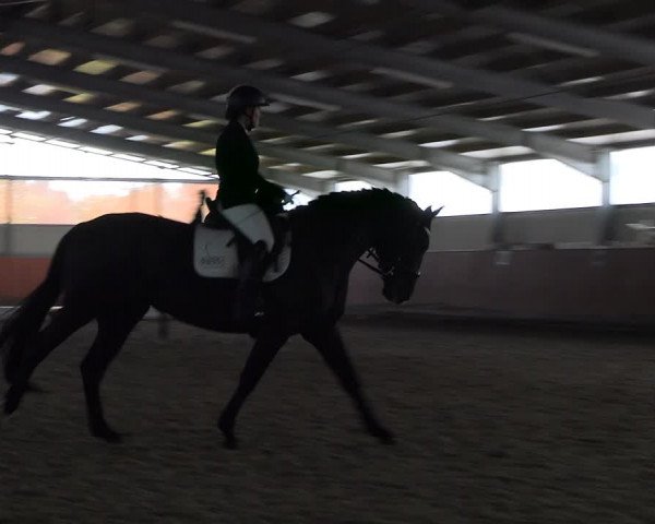 Reitturnier Marl, Hof Ostgathe 2023