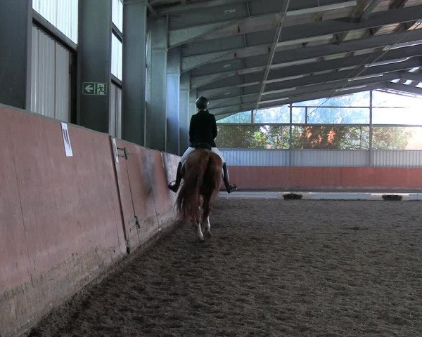 Reitturnier Marl, Hof Ostgathe 2023