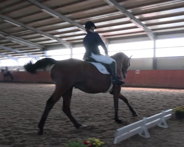 Reitturnier Marl, Hof Ostgathe 2023