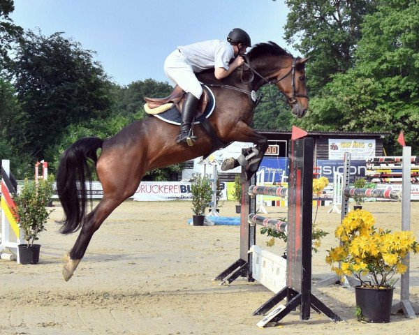 Springpferd Quel Charmeur 4 (Oldenburger, 2009, von Quarterline)