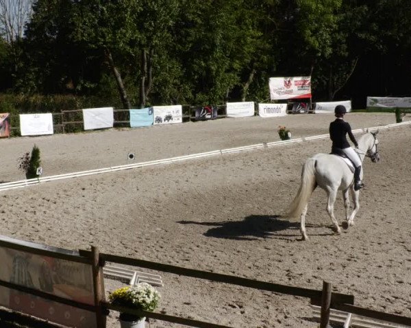 Reitturnier Ditzingen 2023